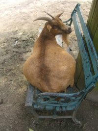 Fat Goat New.jpg