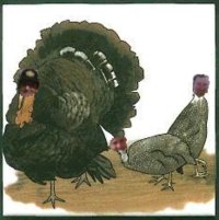 turkeys.jpg