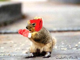 boxing-squirrel.jpg
