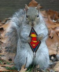 super_squirrel.jpg