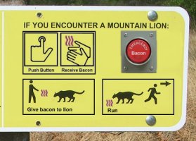 bacon mountain lion.jpg