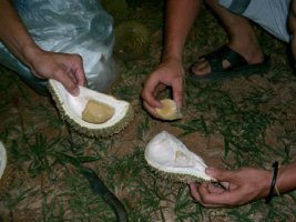 durian-2.jpg