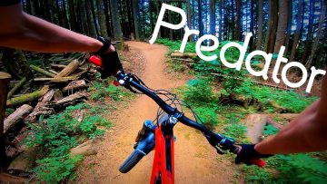 Predator-Tiger-Mountain-MTB-4K