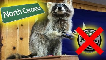 [ID: -3bMrBJYTVo] Youtube Automatic