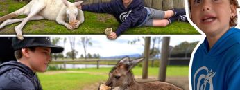 We-Found-The-Chillest-Kangaroos-In-Australia-Bussin-Treats