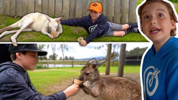 We-Found-The-Chillest-Kangaroos-In-Australia-Bussin-Treats